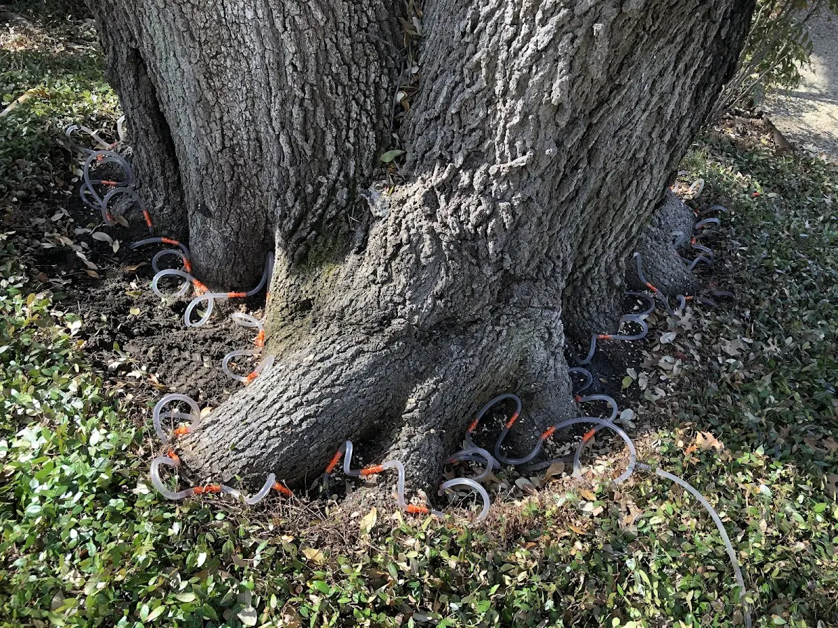 Detailed Tree Cabling and Bracing job site in Cibecue