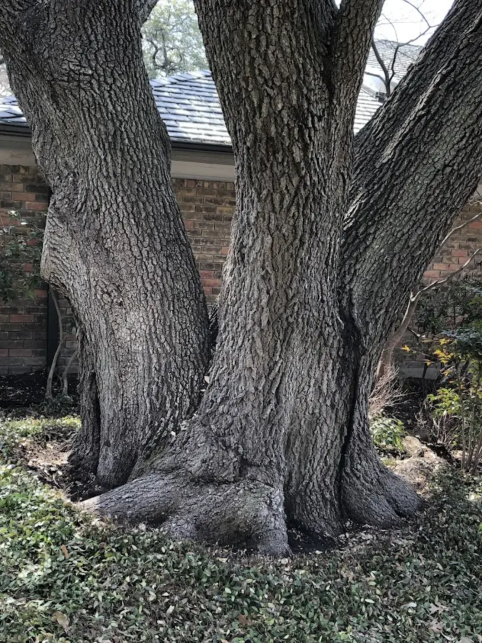 Mature heritage tree close to a Cibecue property cared for by certified arborists